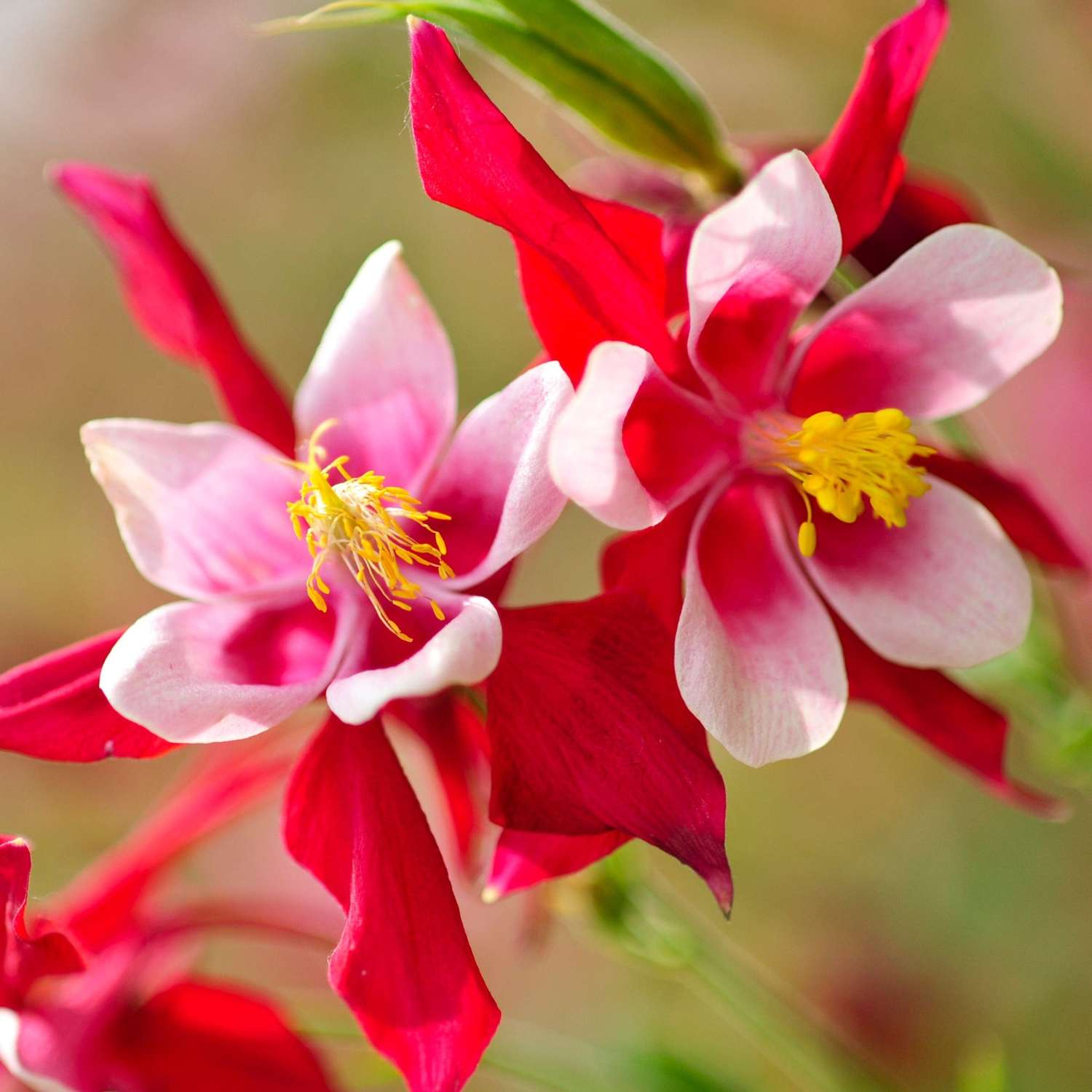 Akelei ‘Crimson Star’